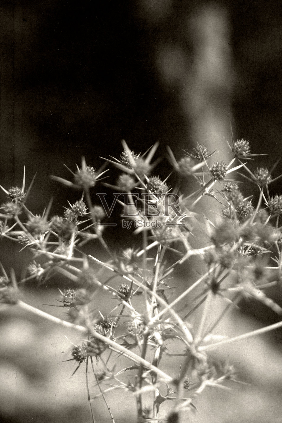 人造花照片摄影图片
