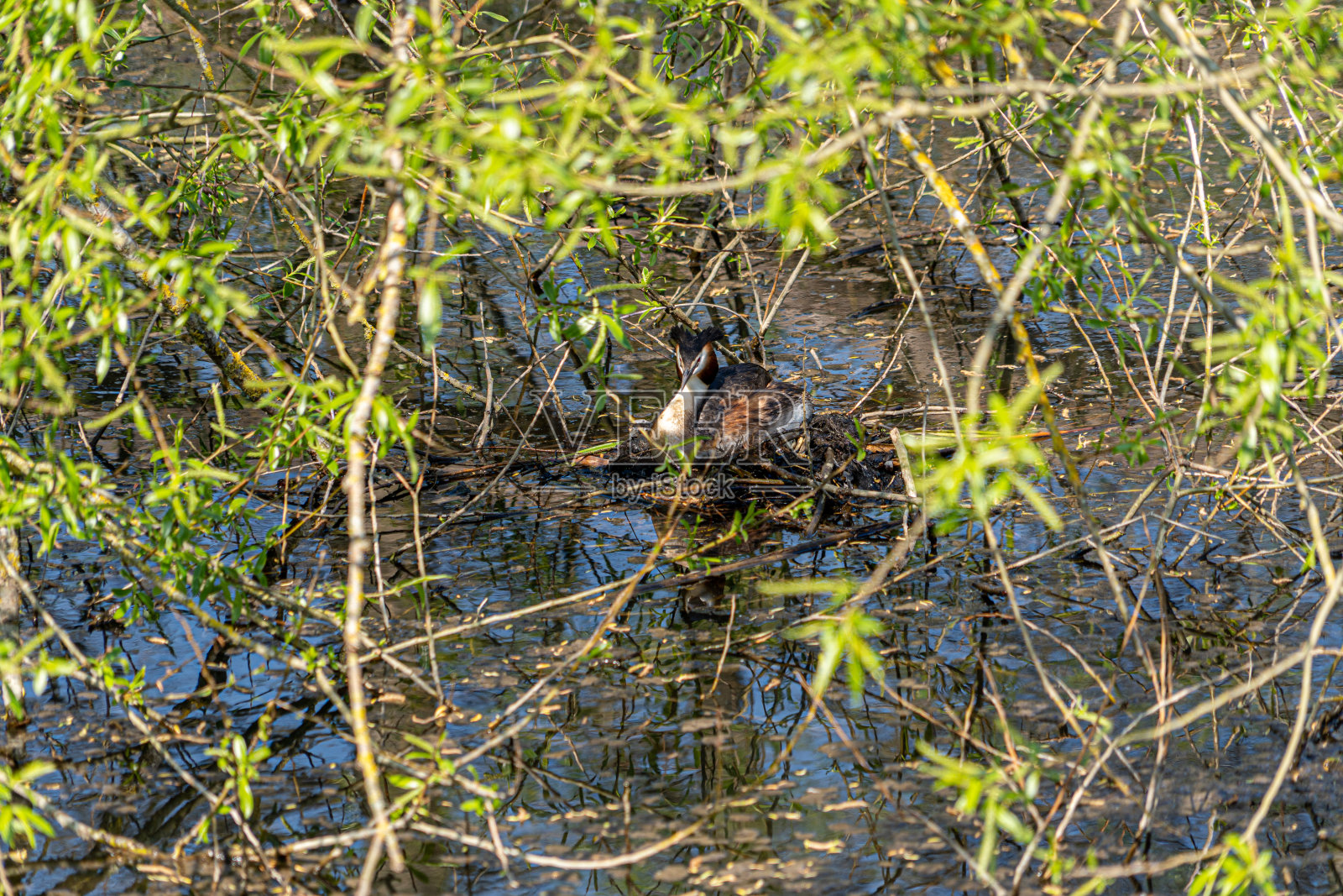 大冠凤蝶的巢穴隐藏在密集的水草中照片摄影图片