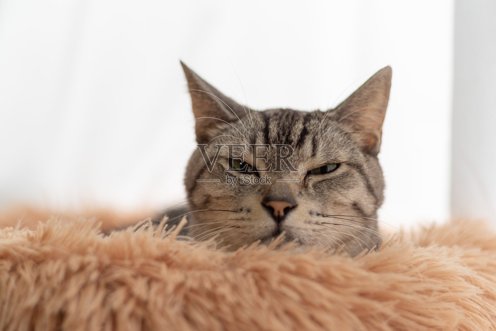 盯着猫照片摄影图片