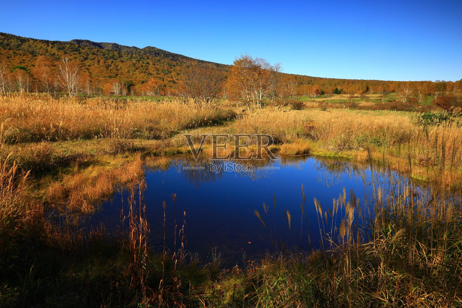 秋叶八幡台照片摄影图片