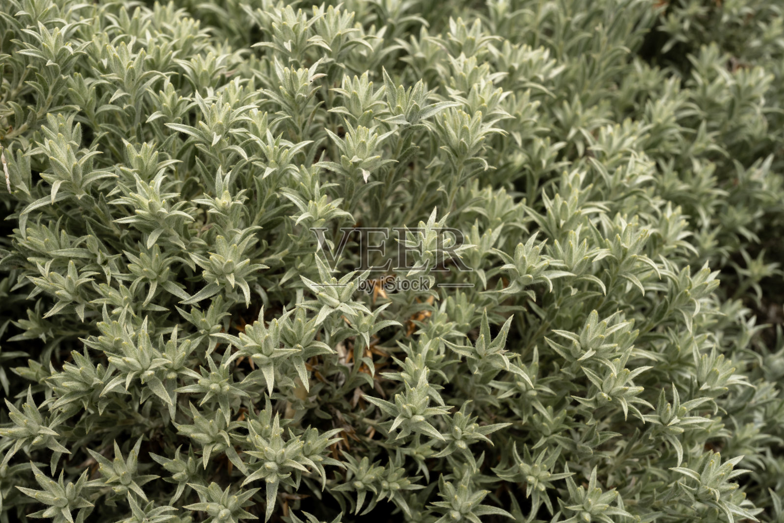 开花前的鼠尾草绿叶照片摄影图片