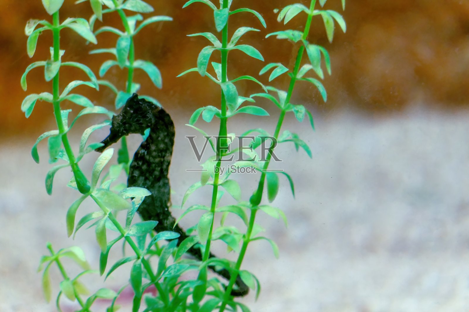 直立体海马照片摄影图片