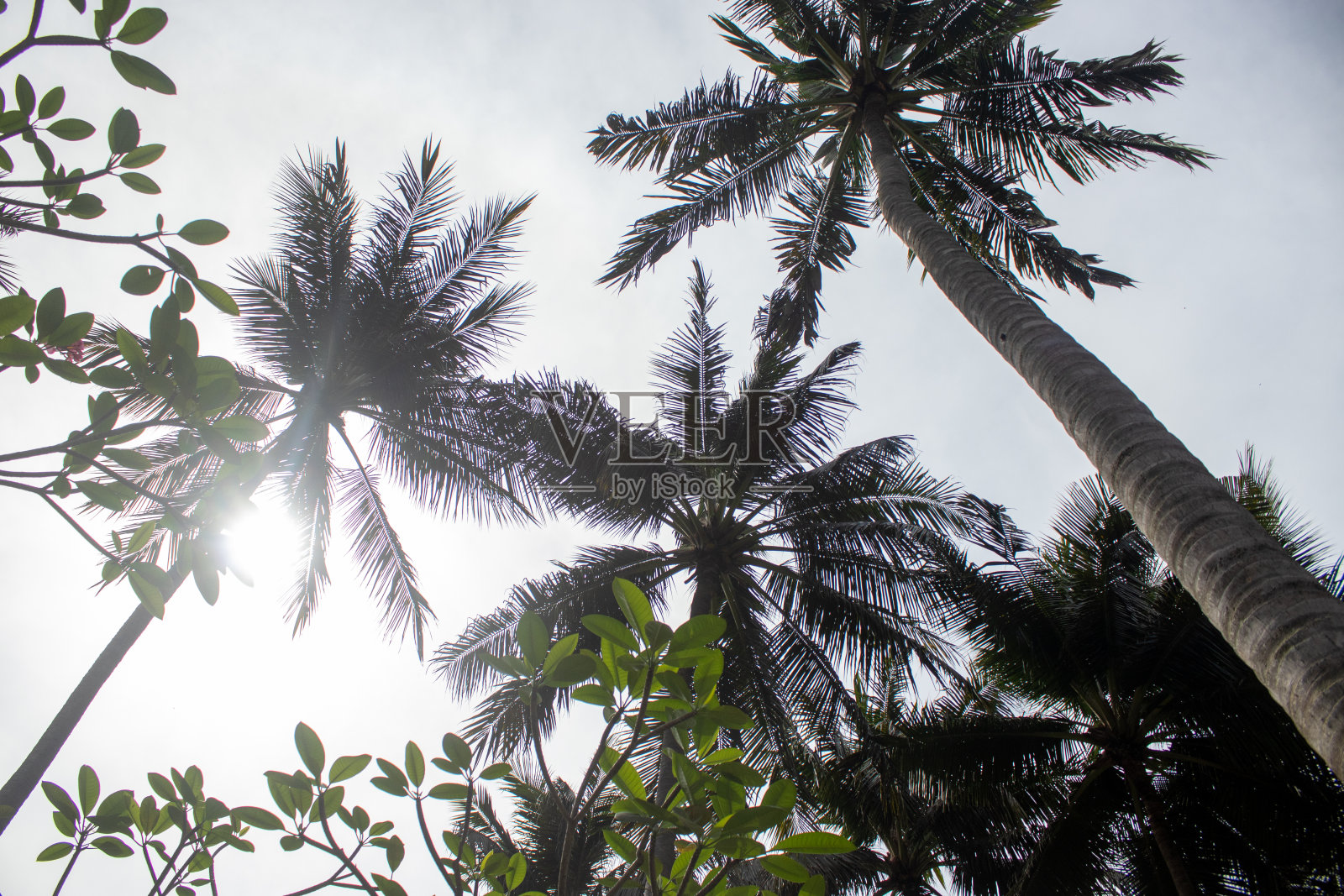 高大的椰子树暴露在早晨的阳光下照片摄影图片