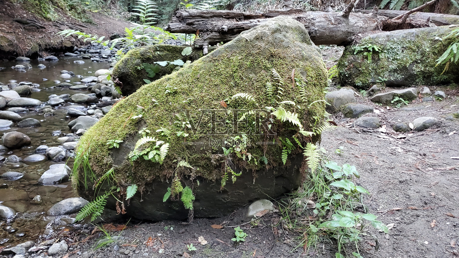 绿色覆盖的石头照片摄影图片