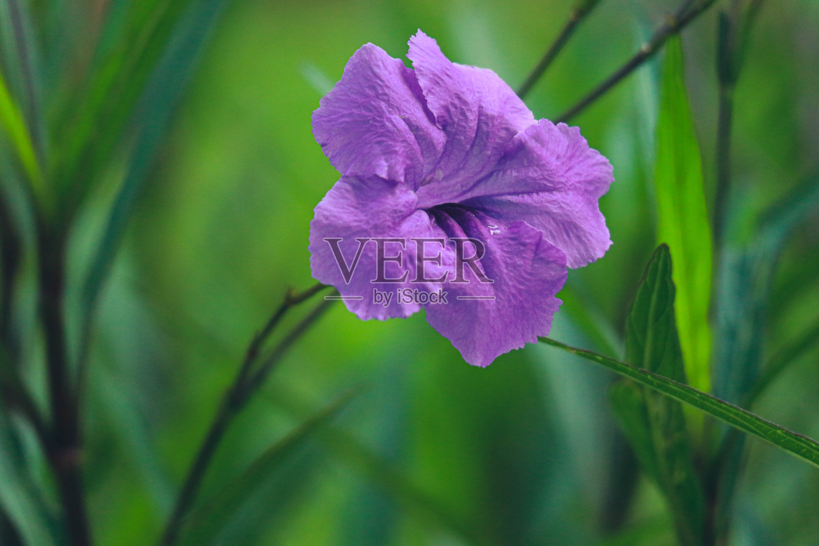 紫色金色的花是Ruellia花的另一个名字。照片摄影图片