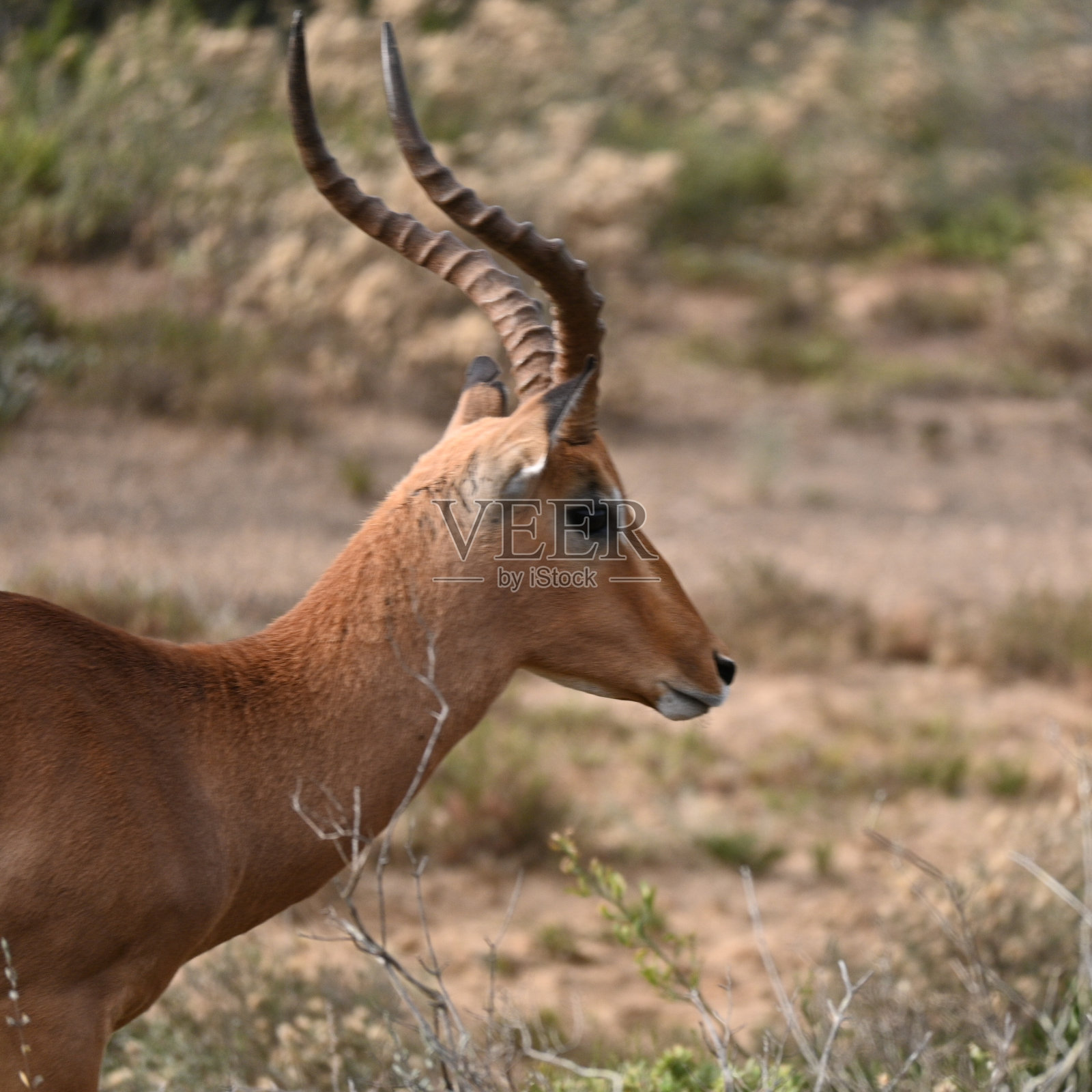 南非东开普省自然保护区的黑斑羚头部特写照片摄影图片
