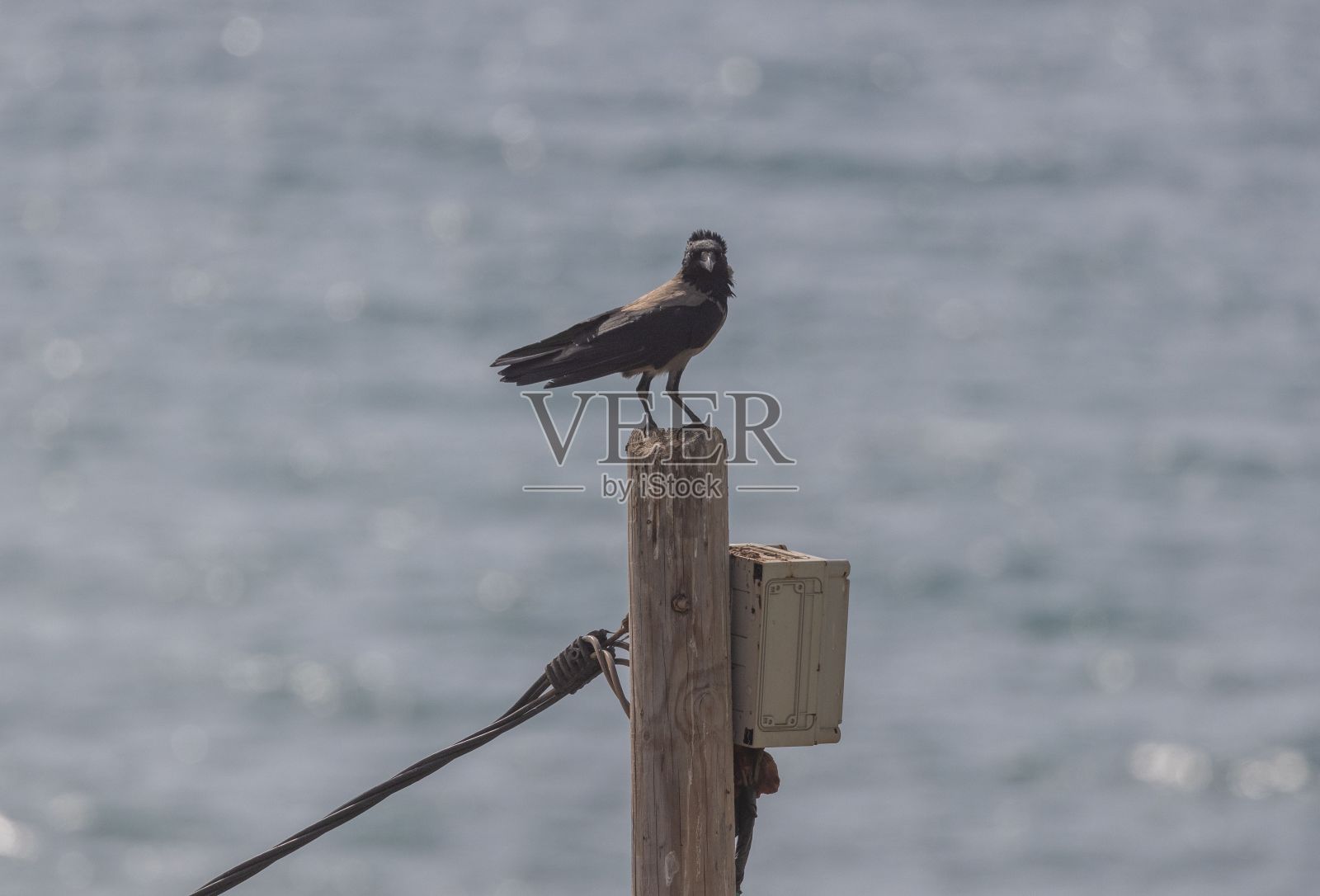 特写镜头的房子乌鸦在一块木头与水的背景照片摄影图片