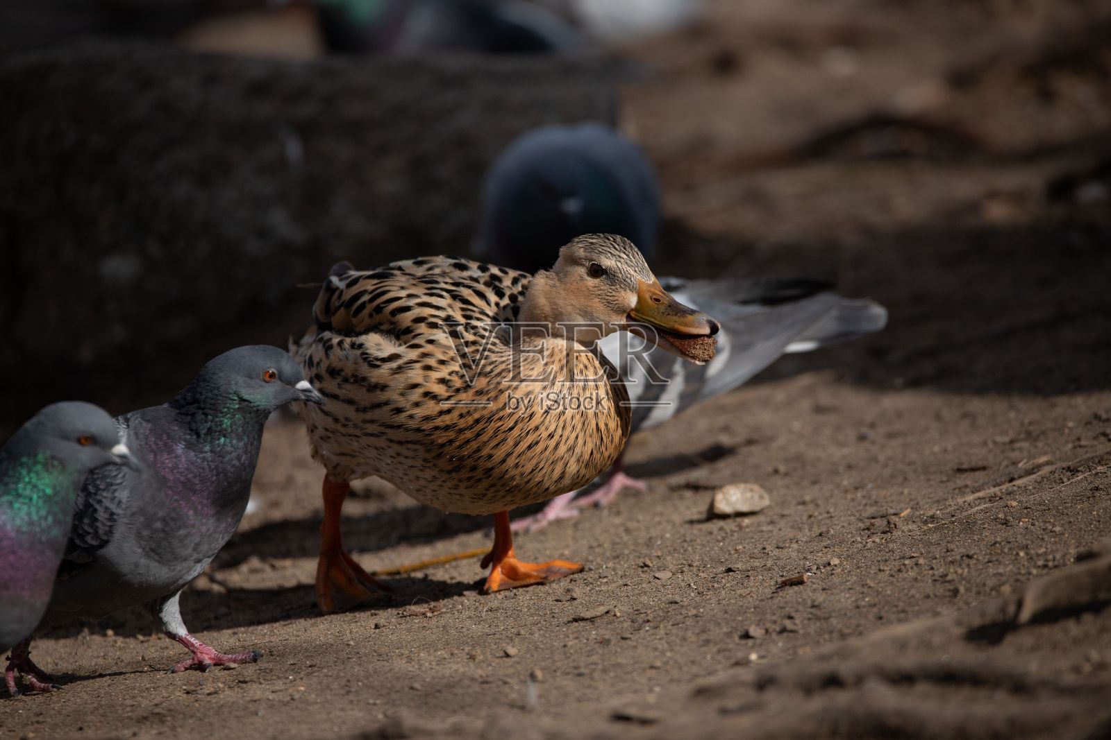 沙地上的鸭子和鸽子特写照片摄影图片