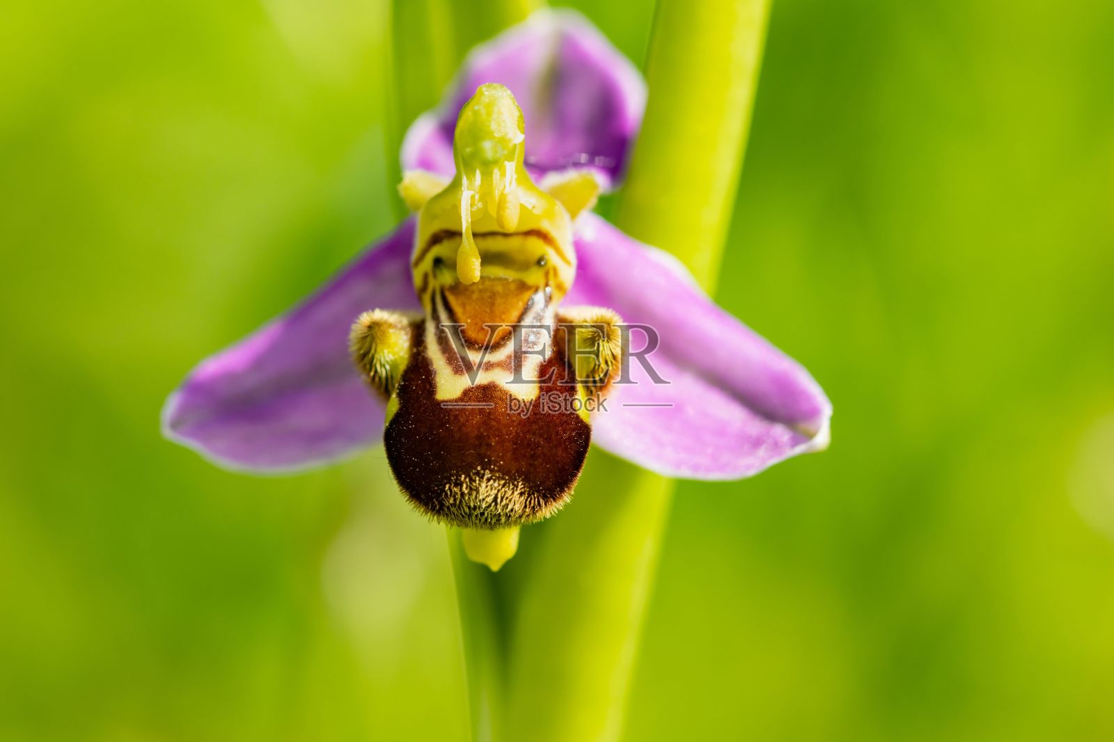 蜂兰(Ophrys apifera)，原产于西班牙的野生兰花。照片摄影图片