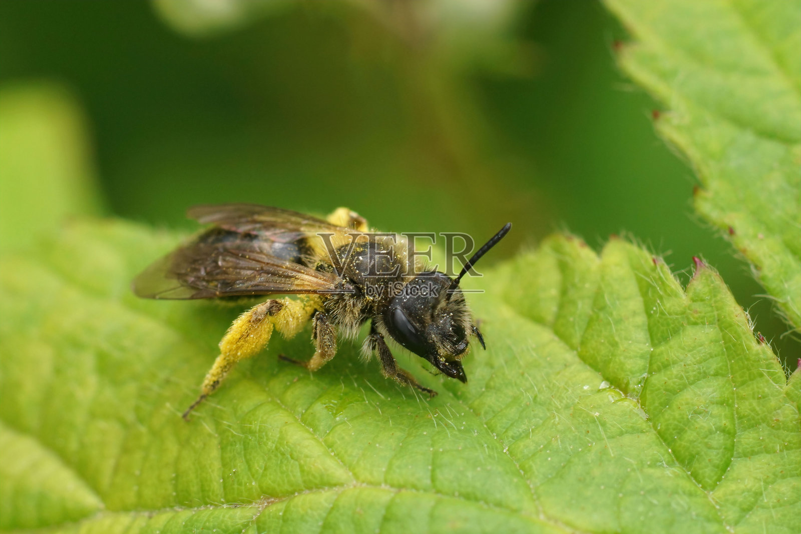 特写一个花粉装载的雌性槽面采蜂，安德里娜安格斯蒂尔坐在一片绿叶上照片摄影图片