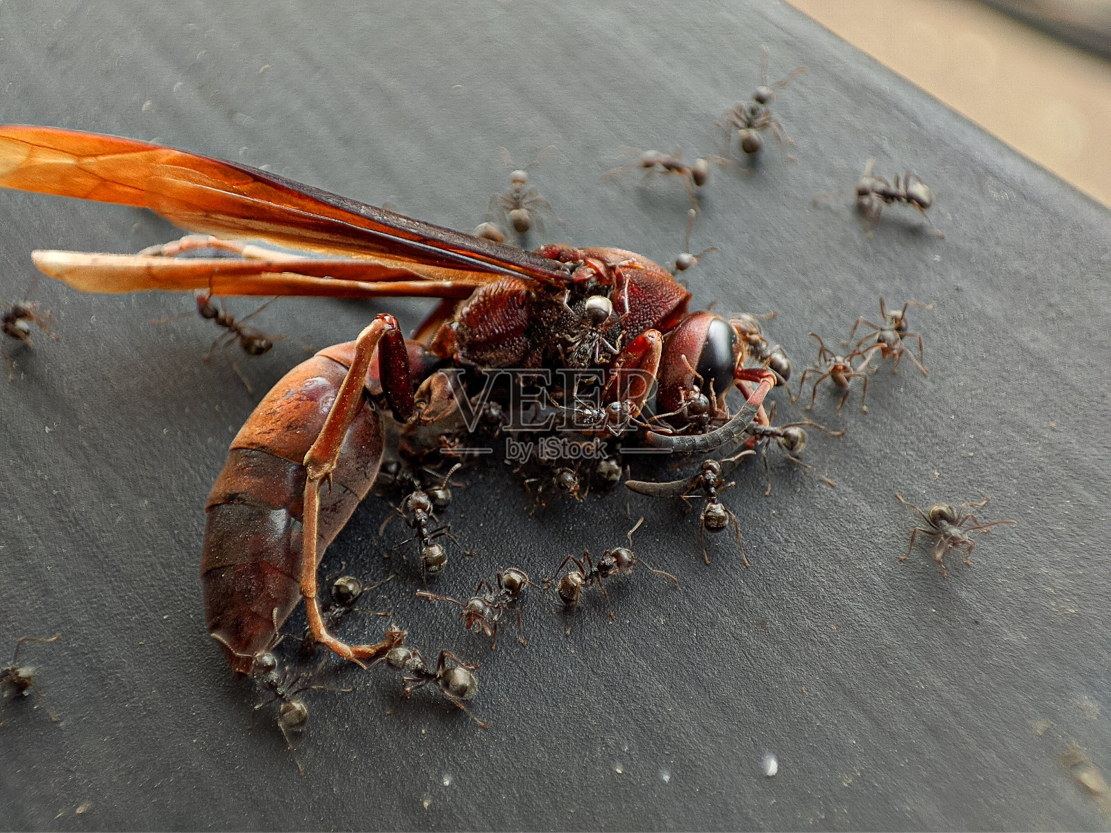 死去的棕色黄蜂被蚂蚁吃掉照片摄影图片