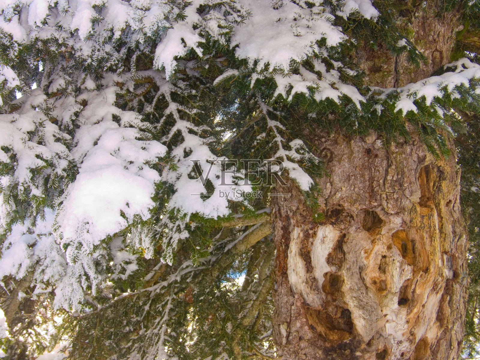 在法国卢瓦尔州查尔马泽的森林里，一个被雪覆盖的树枝特写照片摄影图片