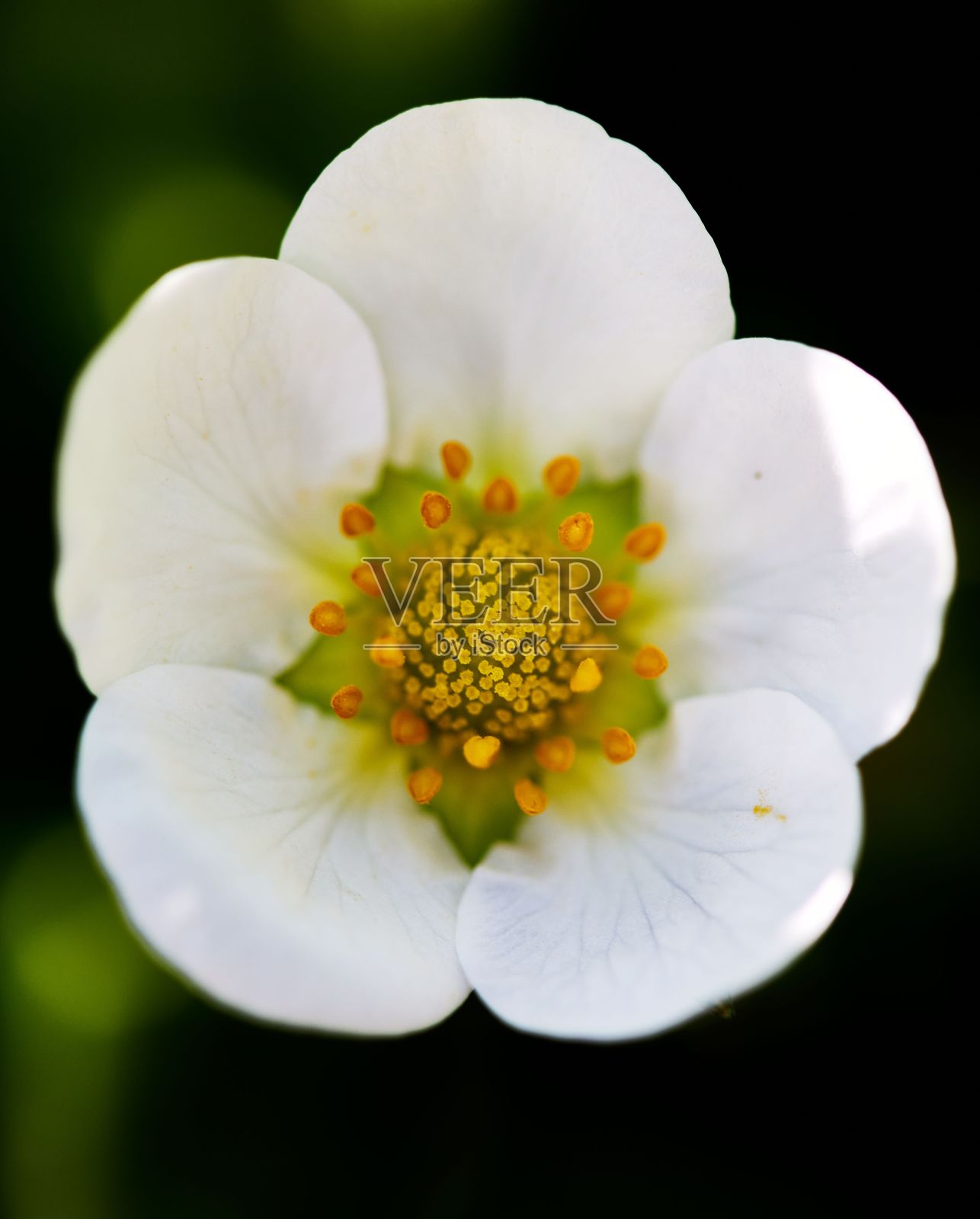 德国巴伐利亚州的一个花园里盛开的草莓的选择性聚焦镜头照片摄影图片