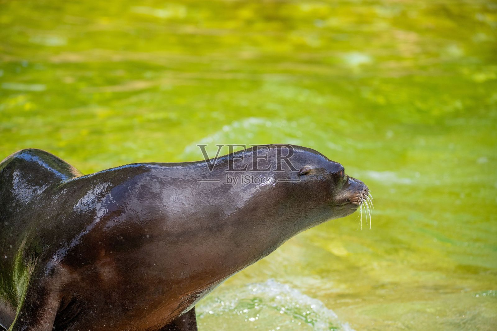可爱的海狮在水里戏水照片摄影图片