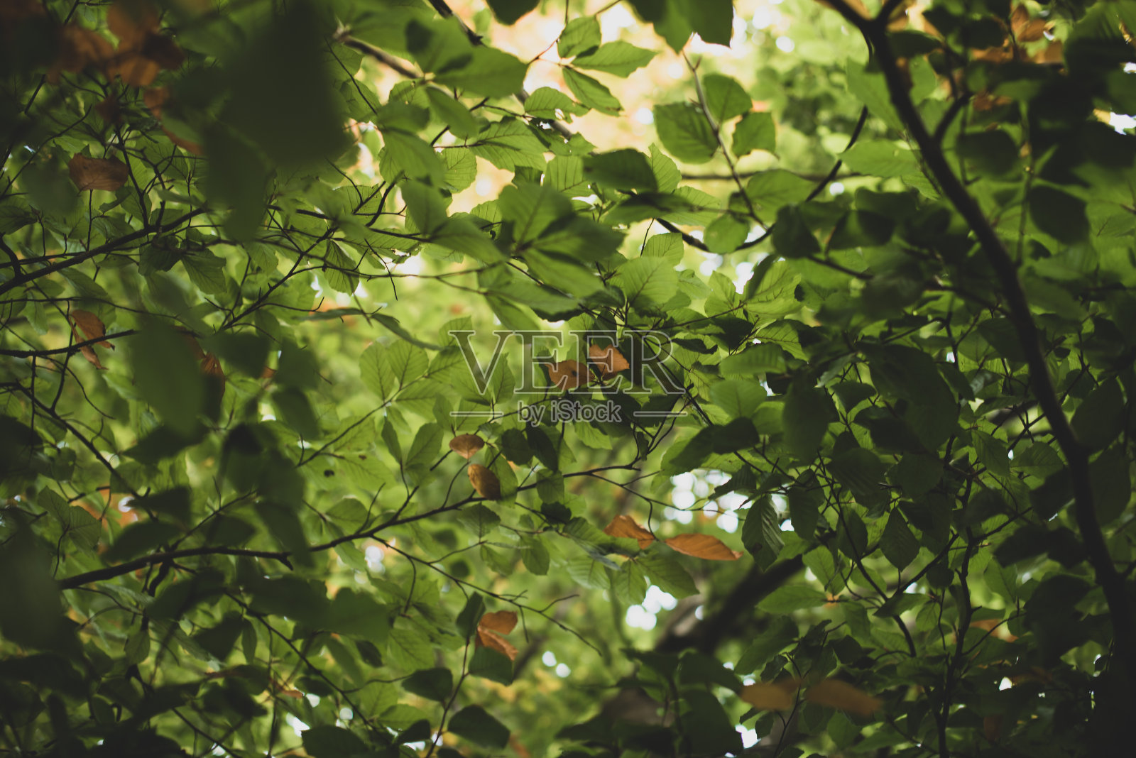 绿色和黄色的叶子照片摄影图片