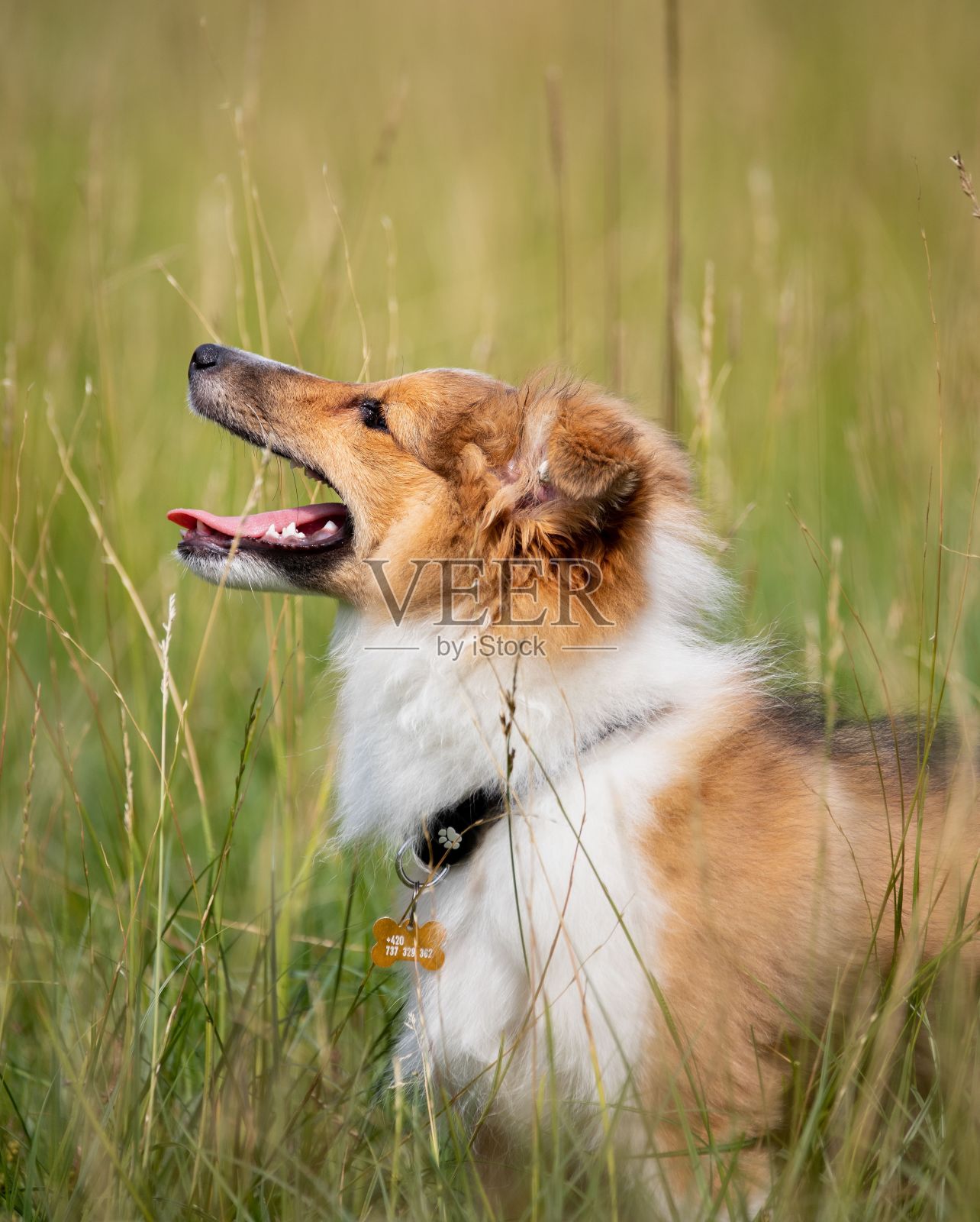 一个可爱的雪莉小狗的特写侧面，毛茸茸的狗捕捉在一个花园照片摄影图片
