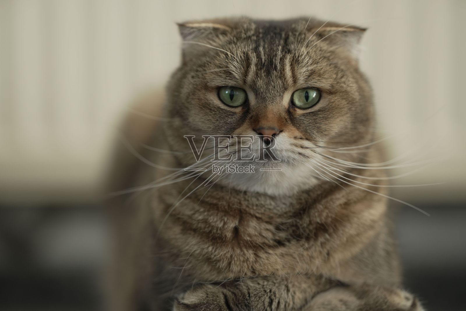 一只可爱的英国短毛猫看着相机的特写镜头照片摄影图片