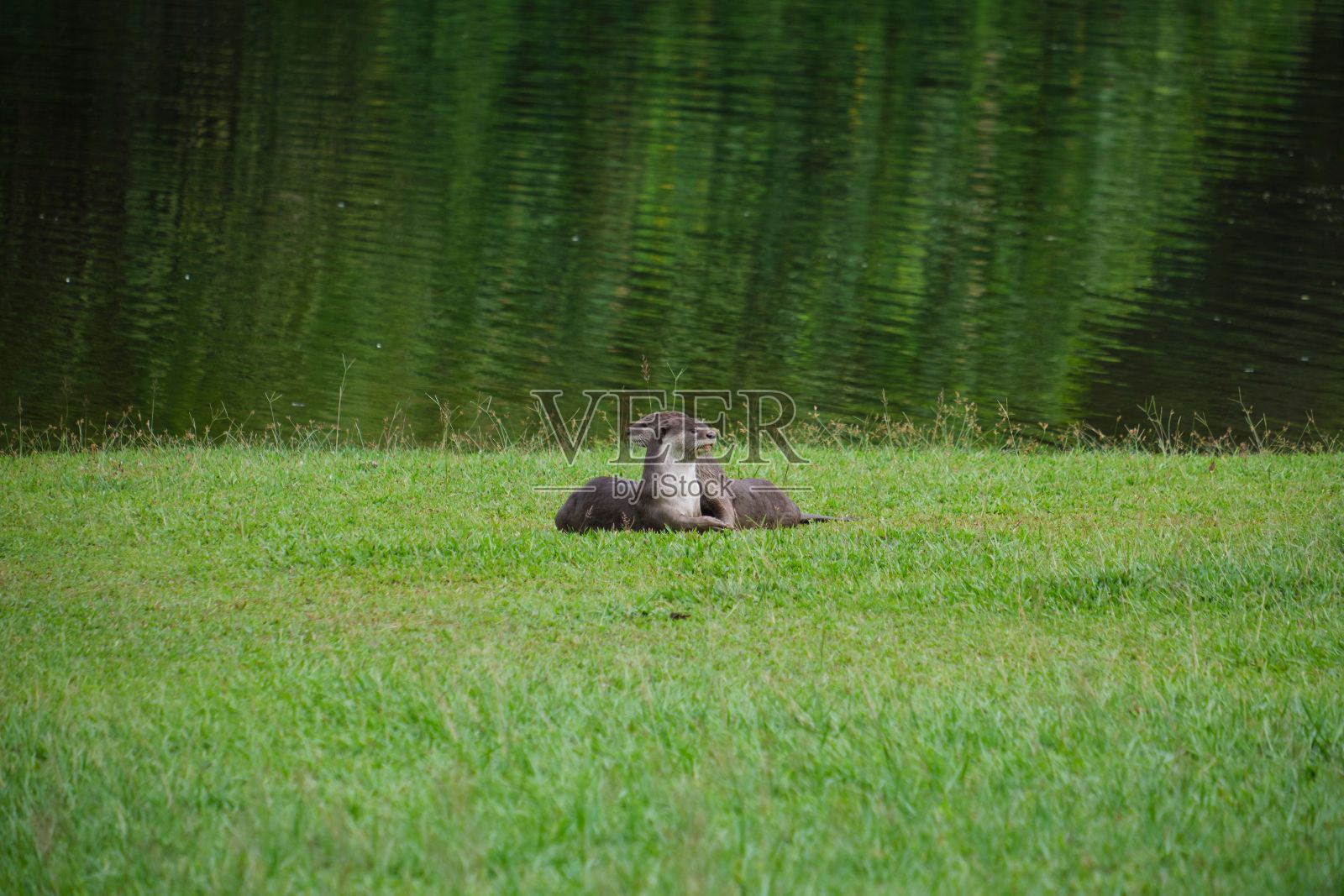 可爱的水獭在池塘背景的田野上互相拥抱。照片摄影图片