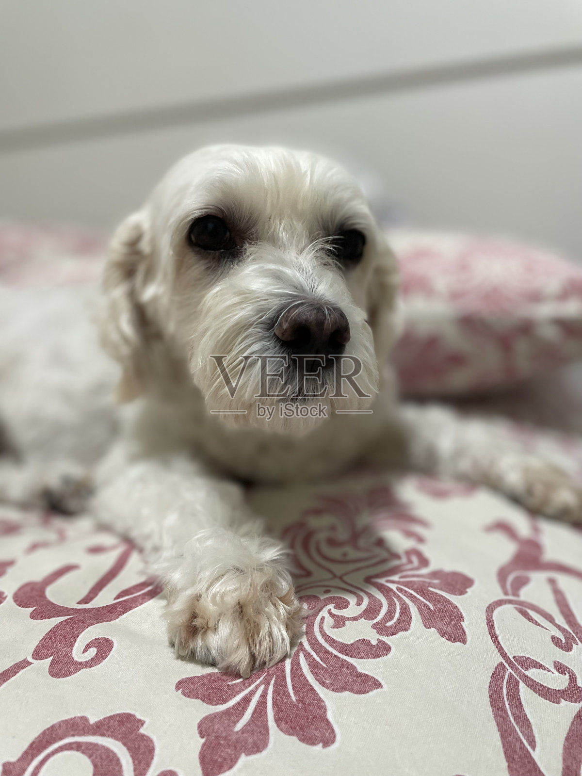 狗照片摄影图片