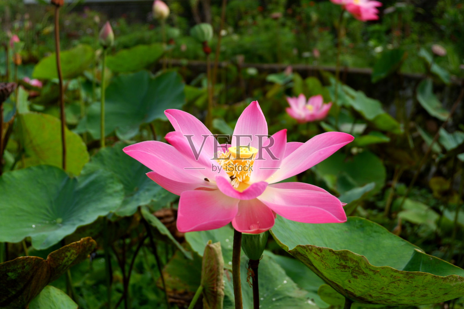 莲花照片摄影图片