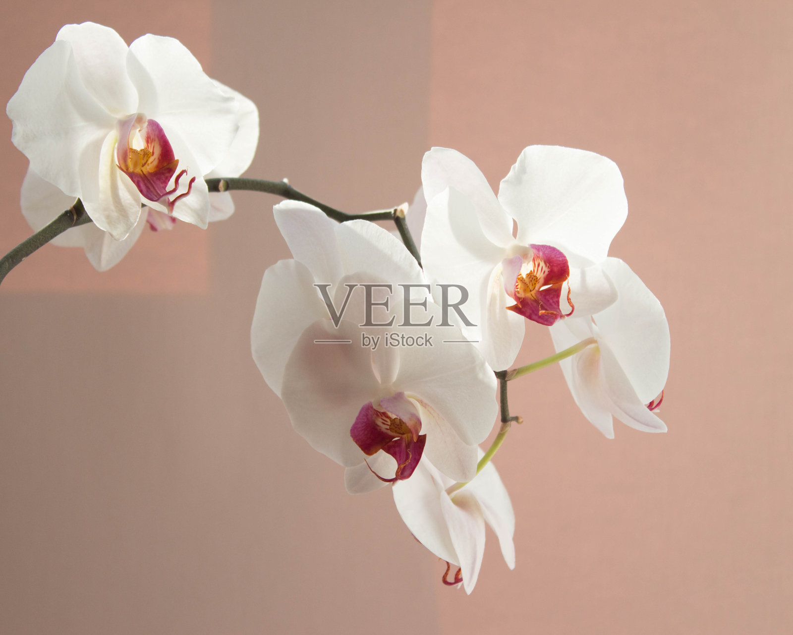 白色兰花的分支。粉红色背景上有优雅的花朵。照片摄影图片