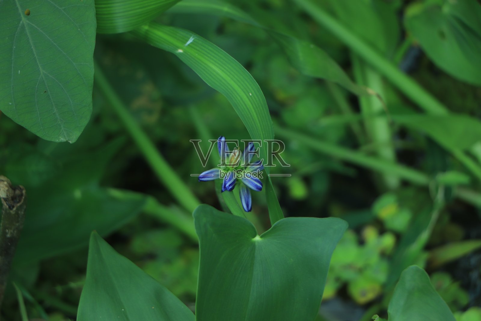 蓝色Agapanthus(非洲百合)特写，优雅的在花园里照片摄影图片