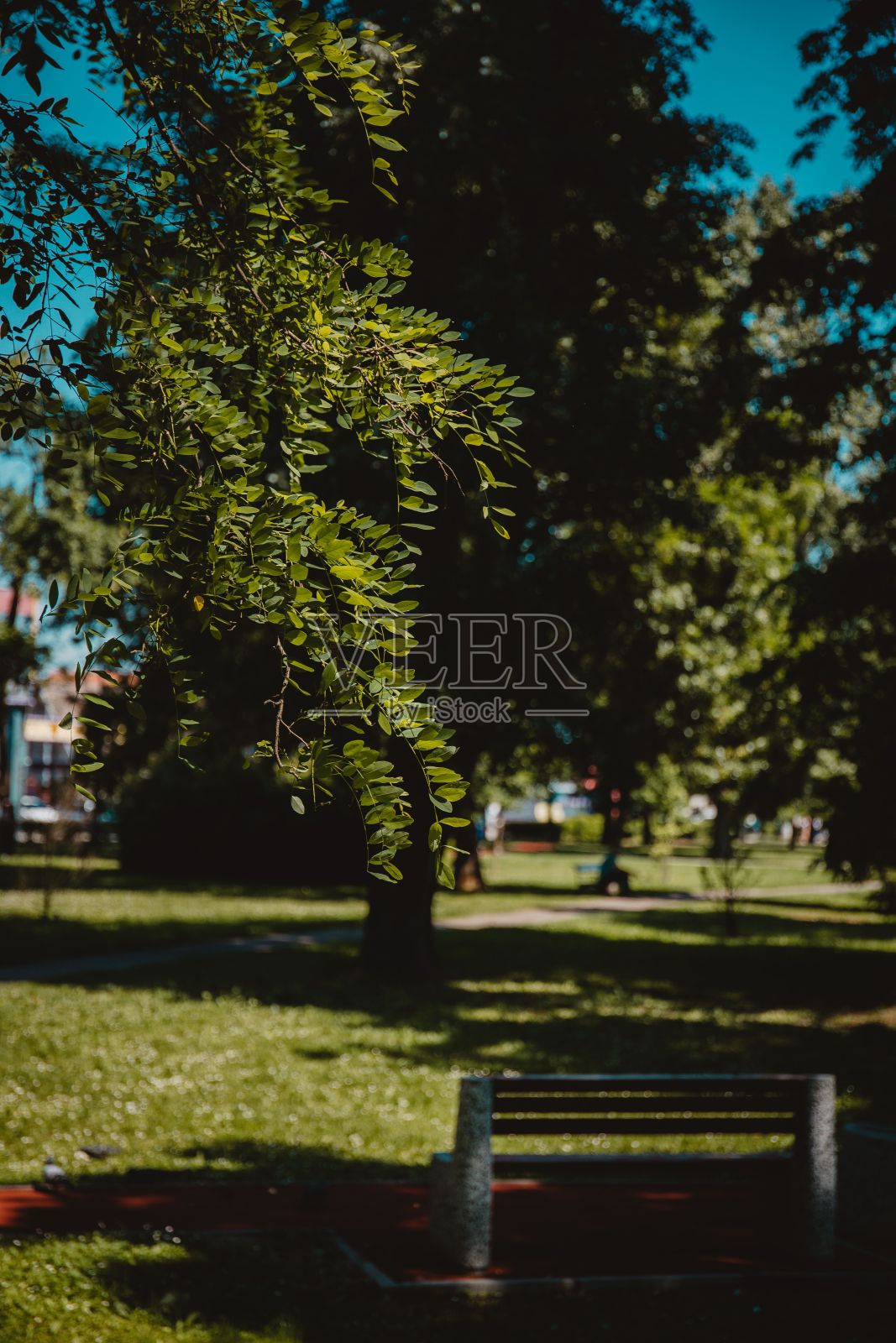 公园里角豆树树叶的垂直镜头照片摄影图片