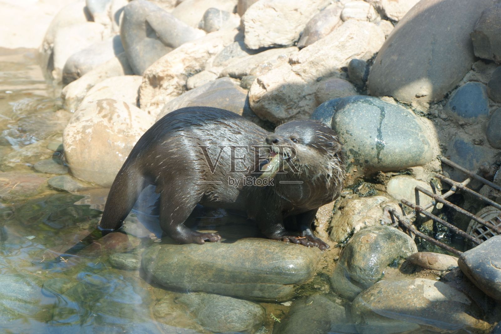 在岩石上，一只水獭嘴里叼着一条鱼照片摄影图片