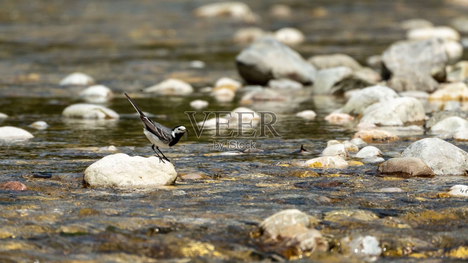 特写镜头的Wagtail鸟照片摄影图片