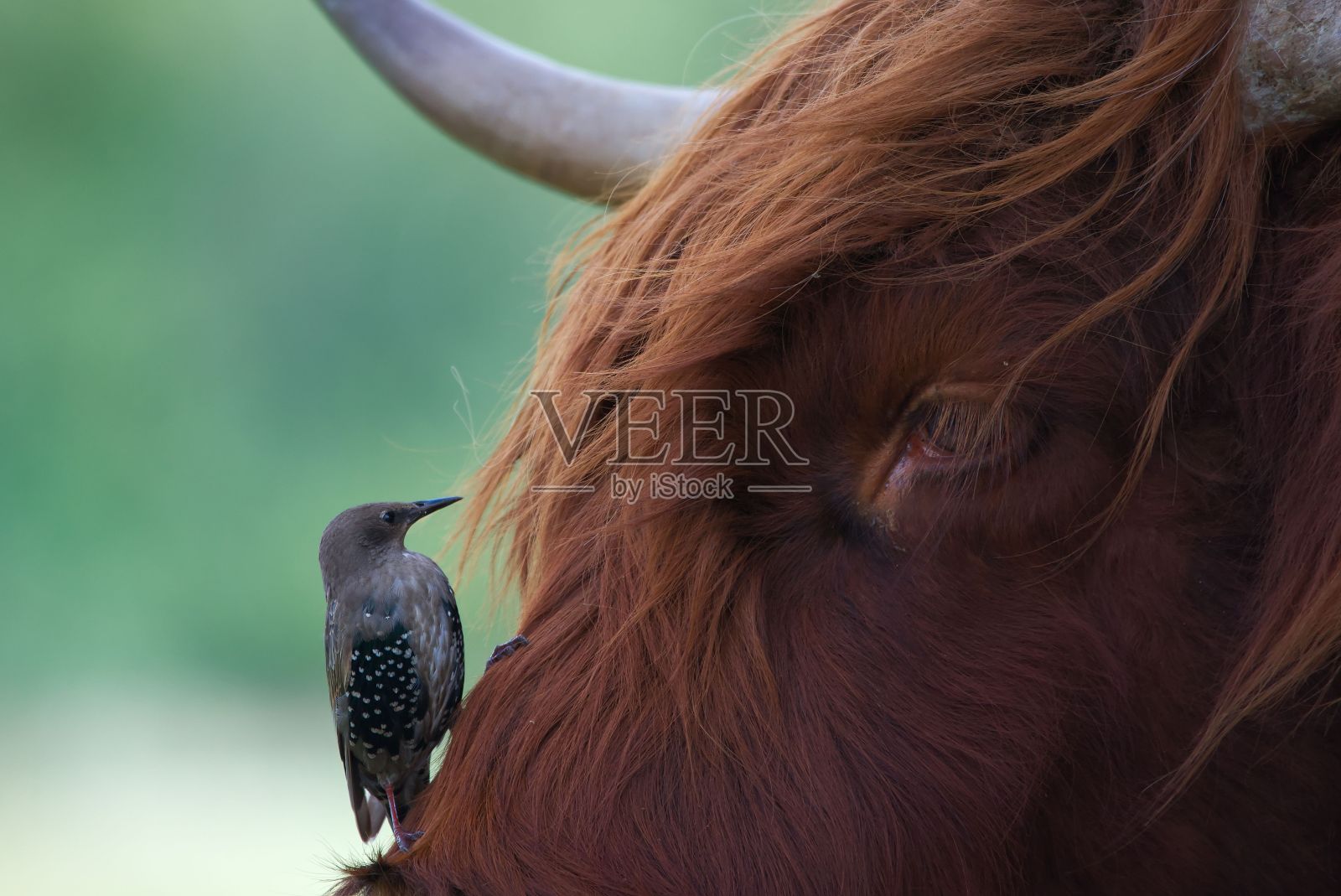 在白天的农村地区，一只灰色的鸟栖息在一头棕色的高地奶牛上的特写镜头照片摄影图片
