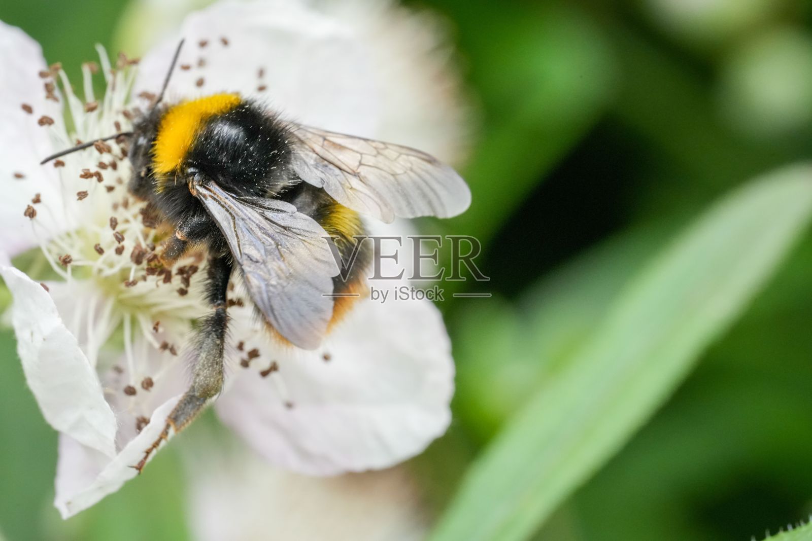 大黄蜂在模糊的绿色背景上为白色花朵授粉的特写镜头照片摄影图片
