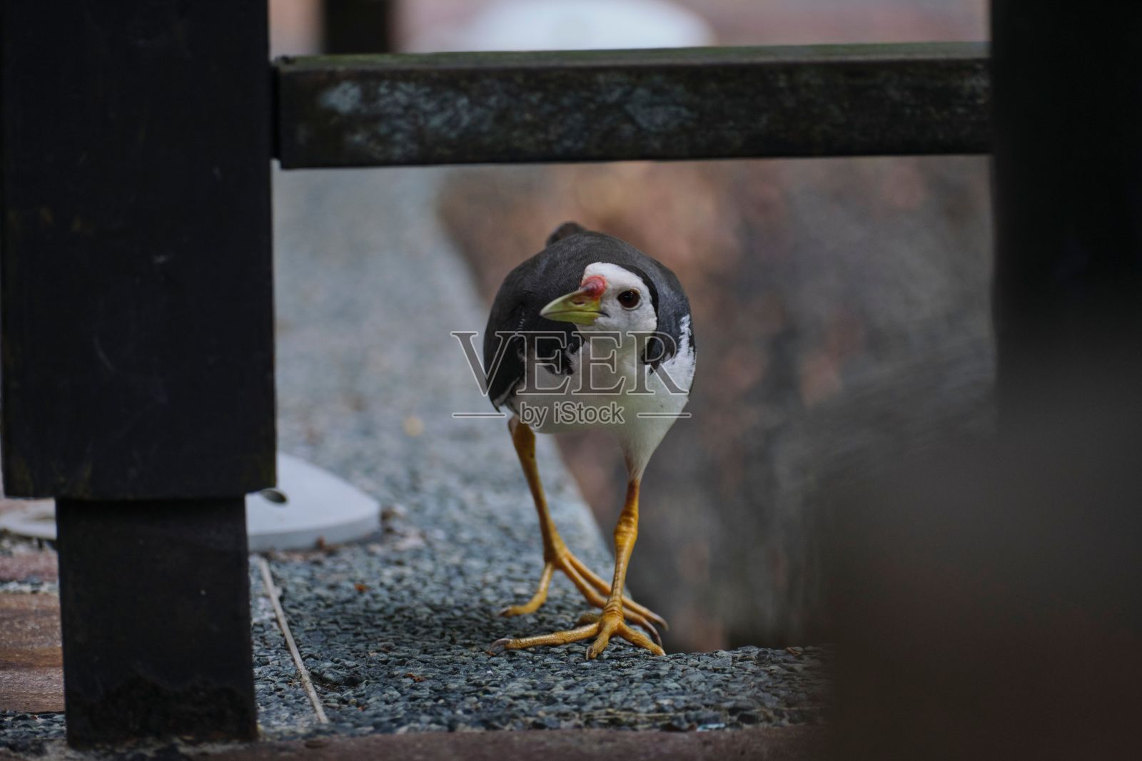白胸水鸡的特写镜头照片摄影图片