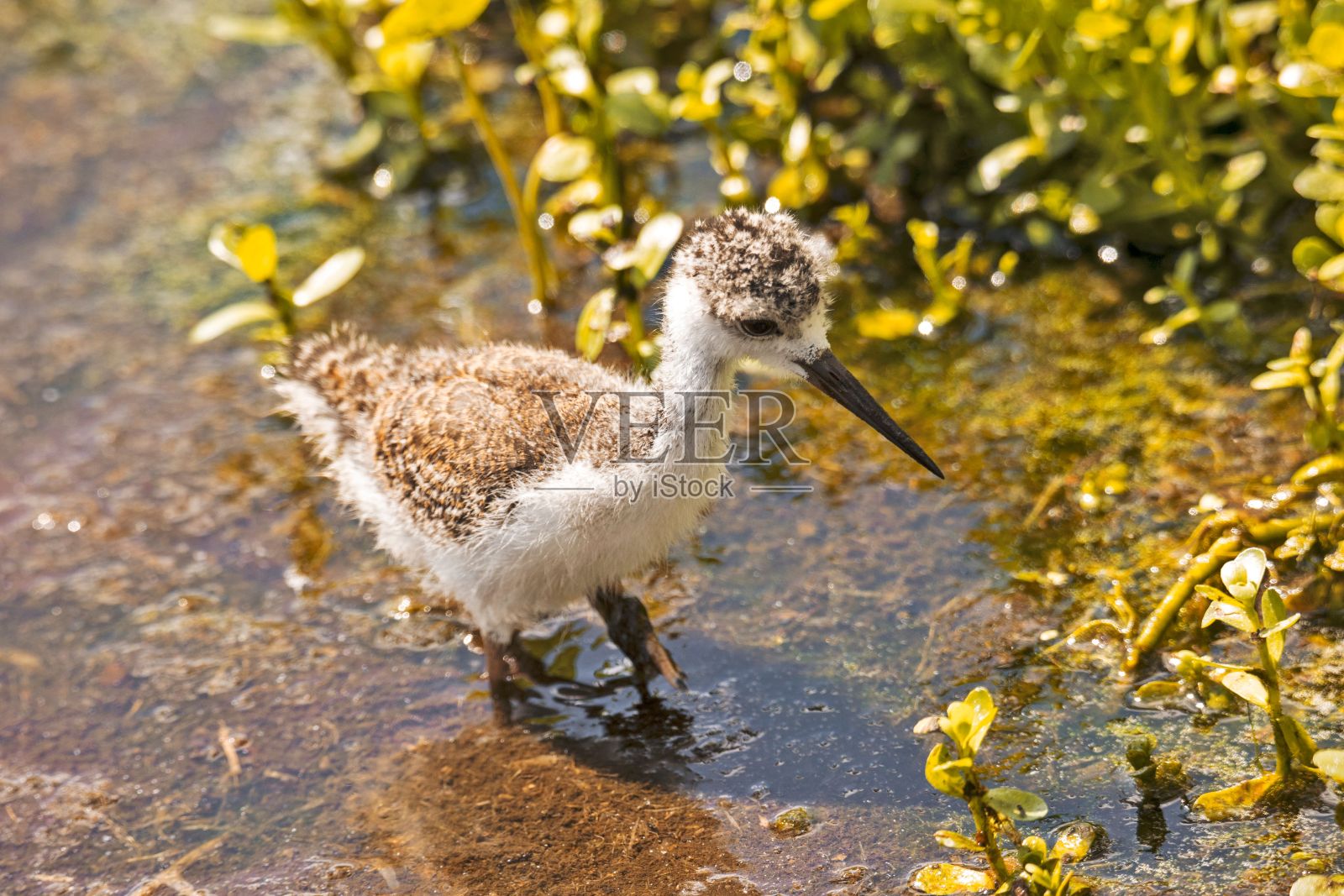 浅水上的黑颈高跷鸡的选择性聚焦镜头照片摄影图片