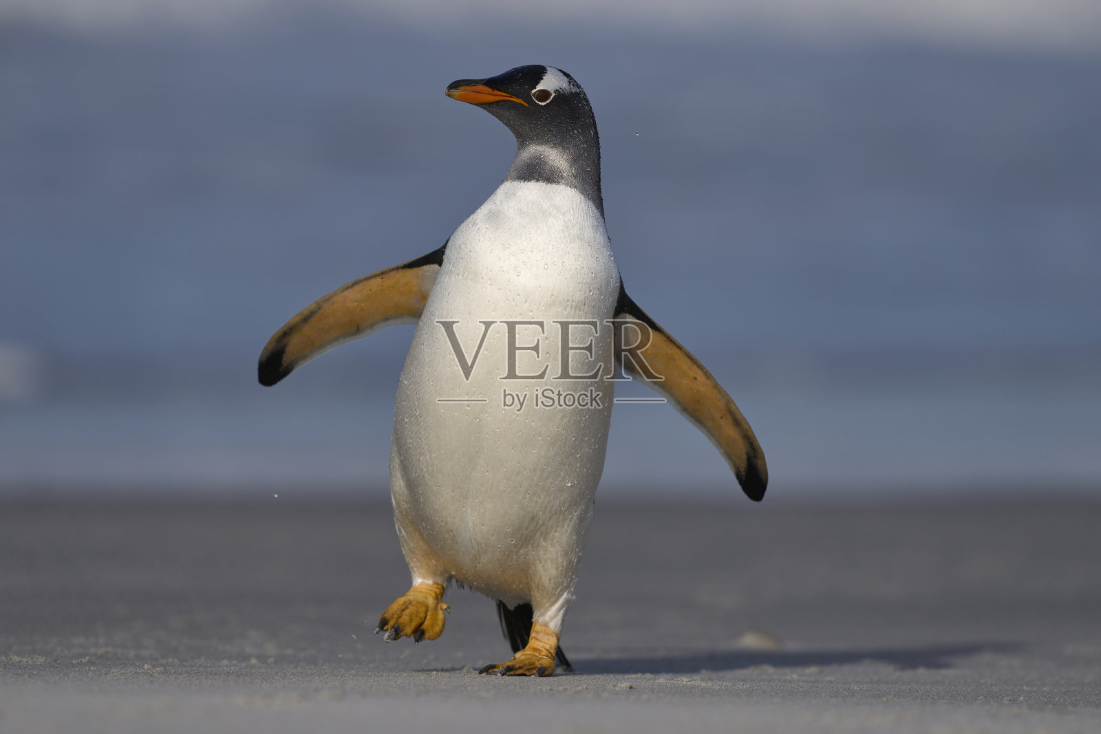 巴布亚企鹅上岸照片摄影图片