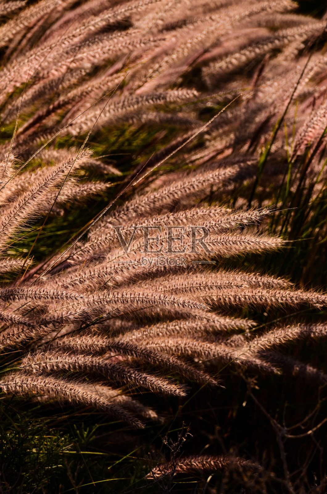 田间金麦穗的垂直宏观视图照片摄影图片