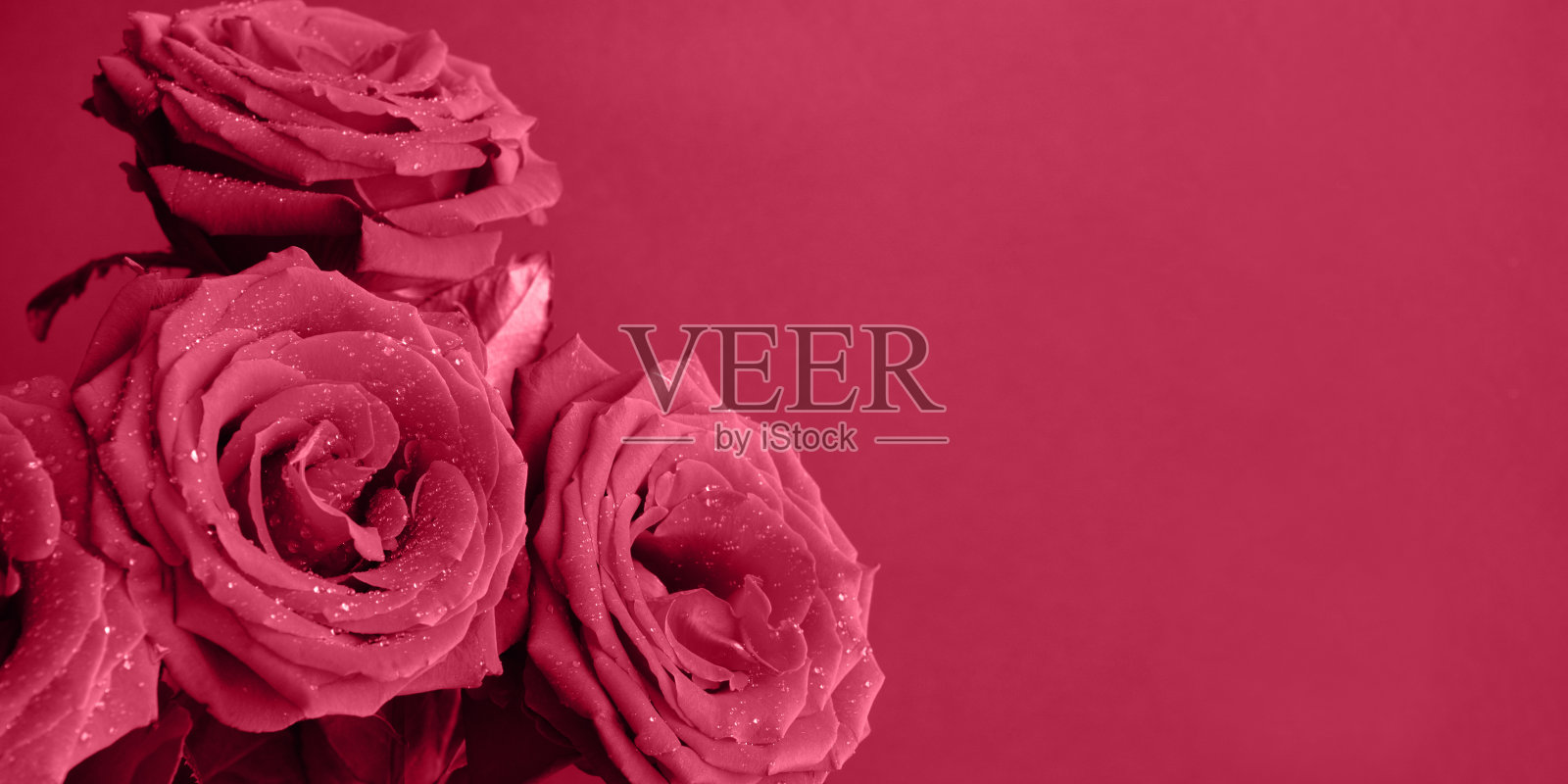 品红玫瑰的花束。花卉图案。照片摄影图片