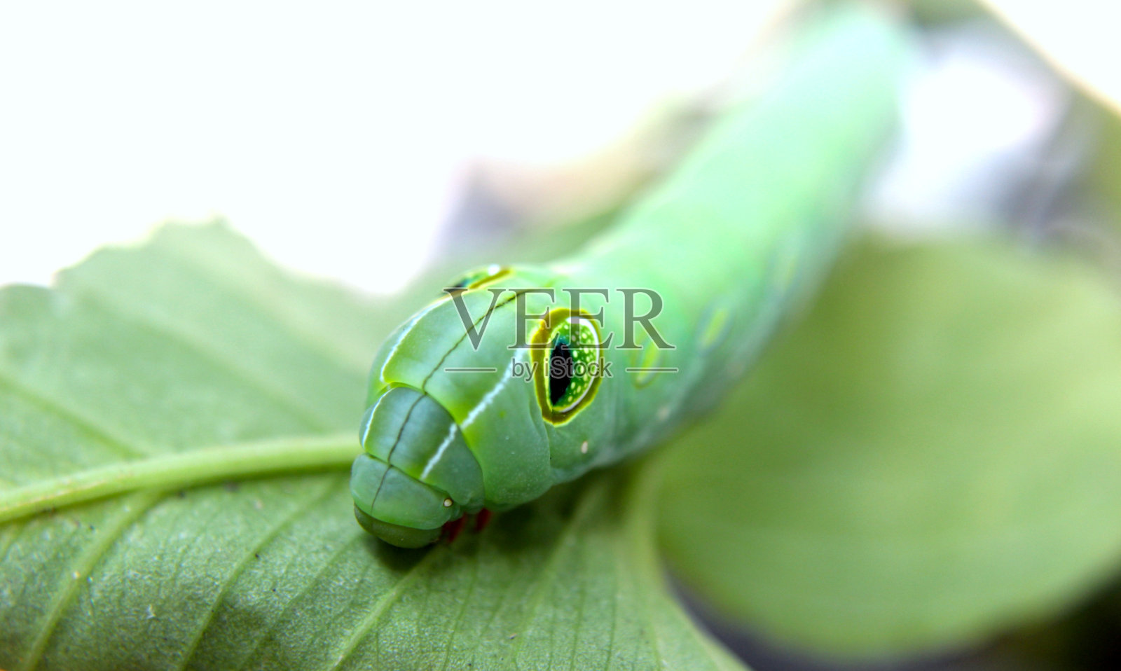 叶子上的绿毛虫照片摄影图片