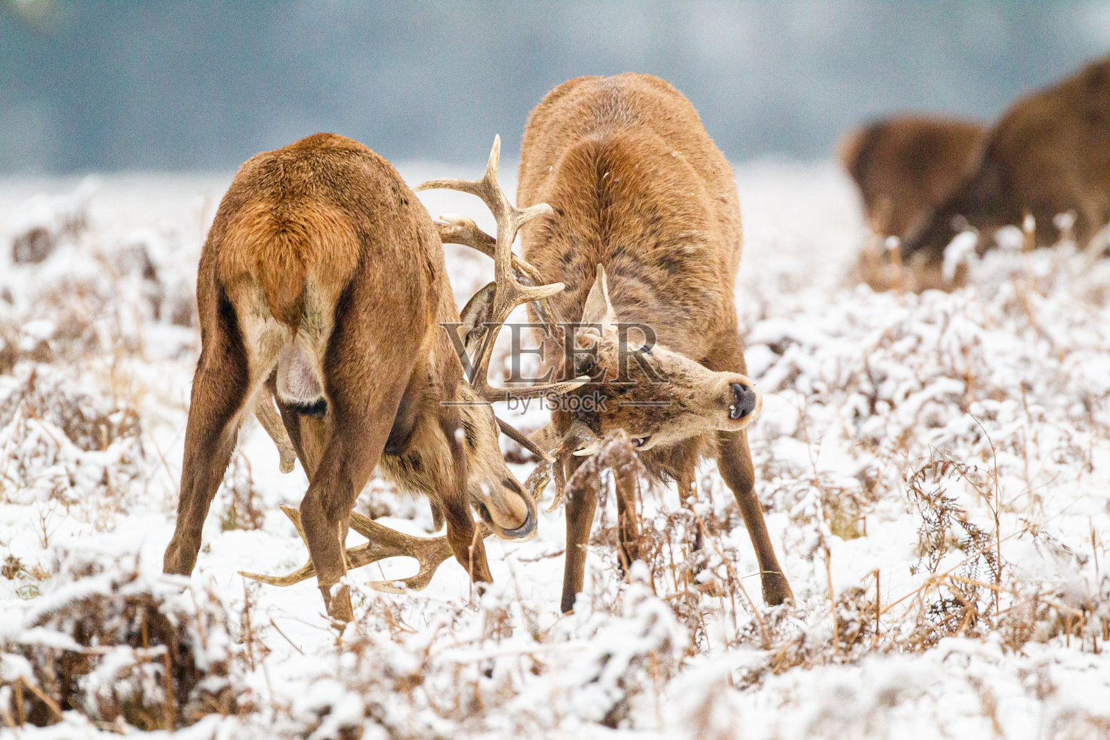 一群马鹿在伦敦灌木丛公园的雪地里照片摄影图片