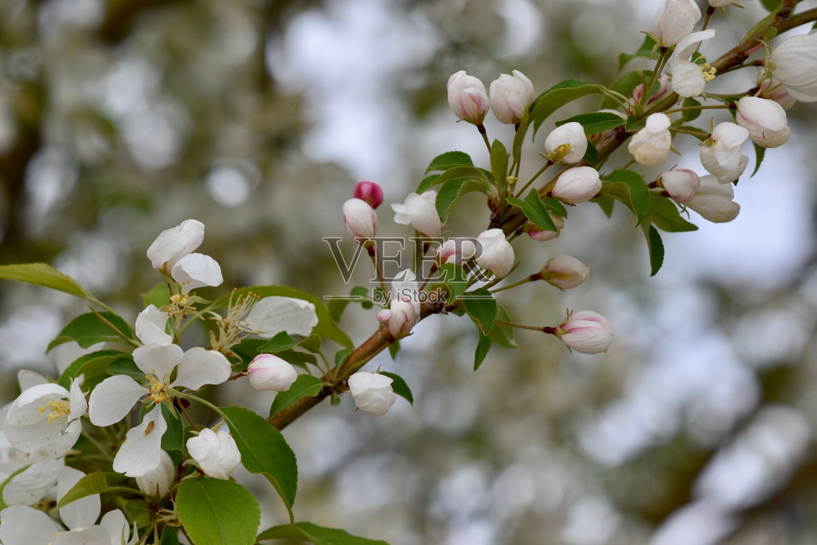 在模糊的背景下，树枝上的苹果花被选择性地聚焦照片摄影图片