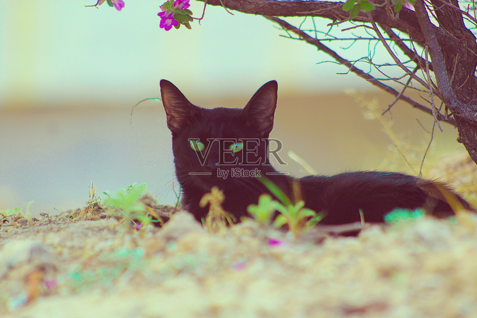 美丽的黑猫躺在灌木丛下的沙滩上照片摄影图片