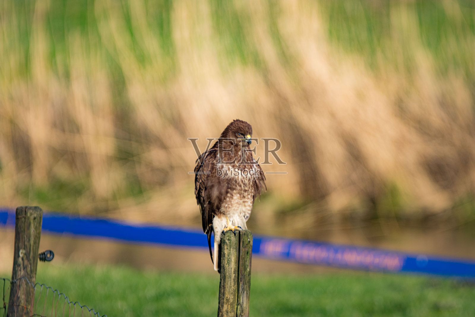 一只棕色的秃鹰坐在一根木棍上的特写镜头照片摄影图片