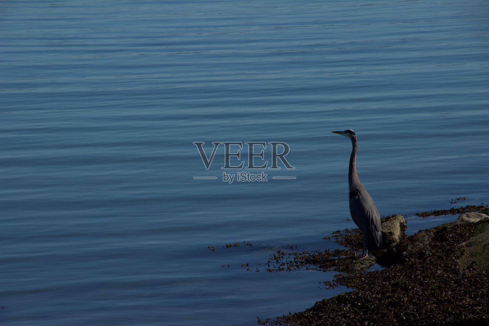在蓝色湖泊附近的海滩上，一只大蓝鹭的风景照片摄影图片