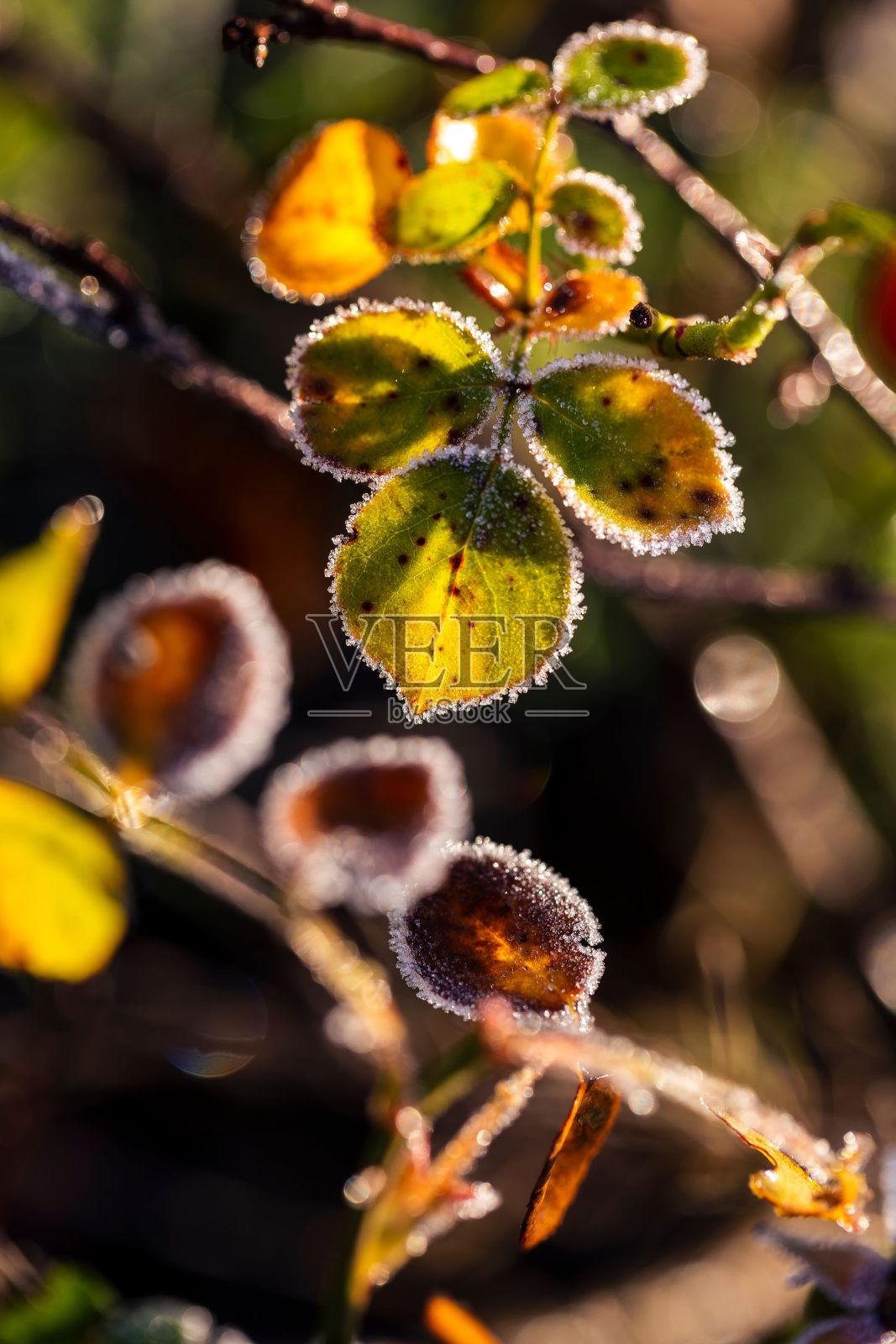 选择性聚焦镜头的绿色树叶在树枝上勾勒出霜冻-天然壁纸照片摄影图片