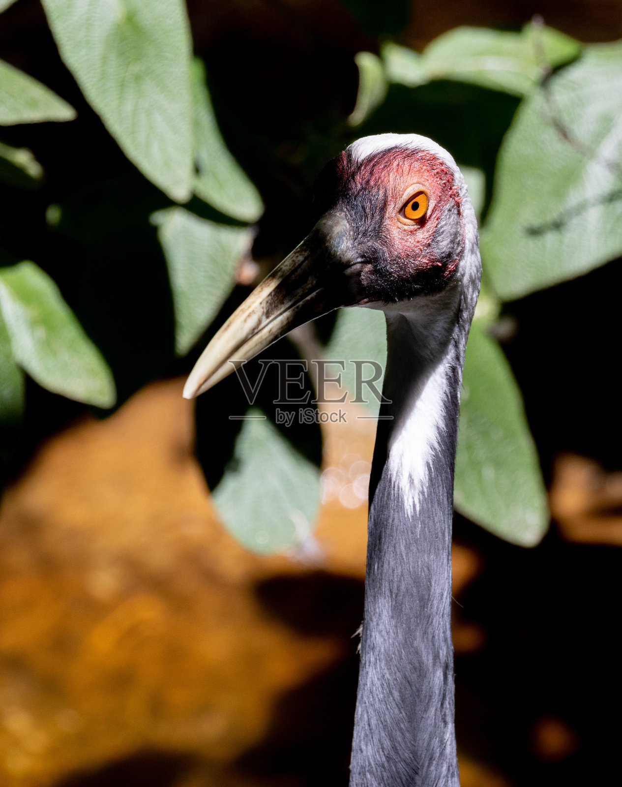 阳光明媚的一天，公园里美丽的白枕鹤头部的垂直特写镜头照片摄影图片