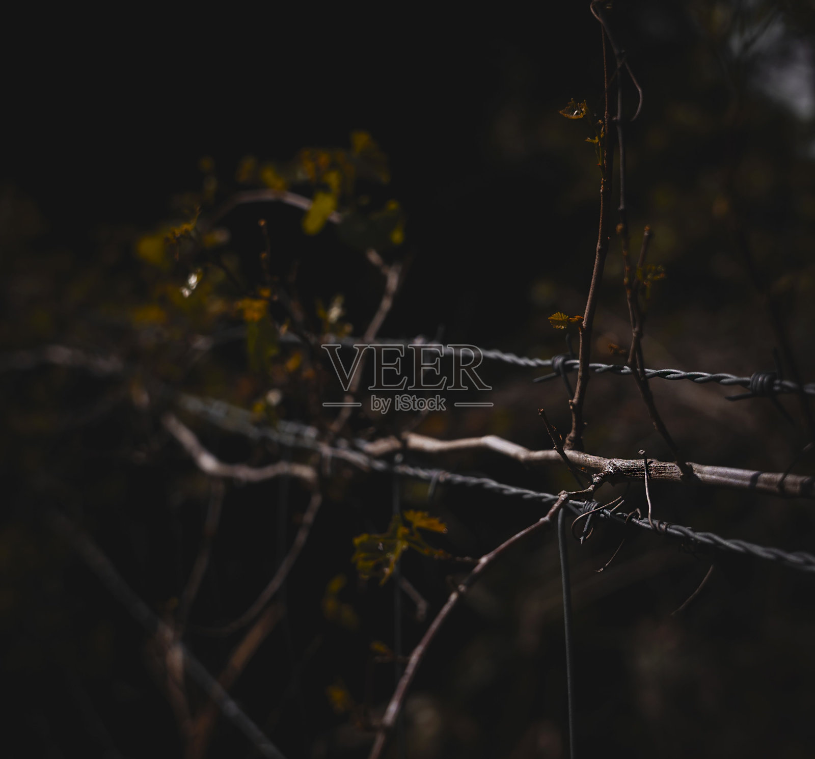 特写的铁丝网覆盖着绿叶户外照片摄影图片