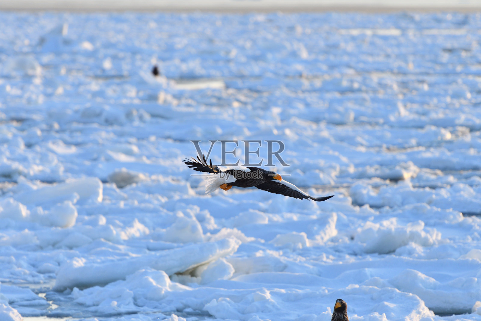 冬天在浮冰上观鸟照片摄影图片