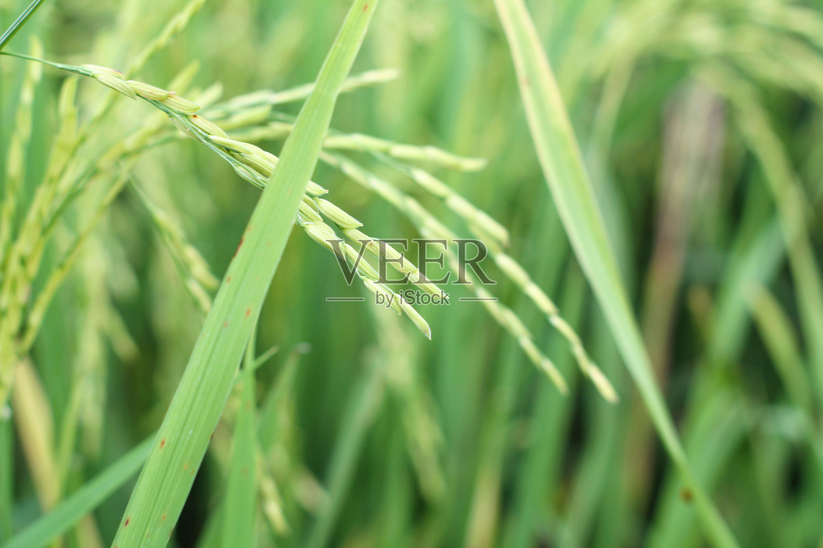 生长在稻田里的年轻的绿色水稻照片摄影图片