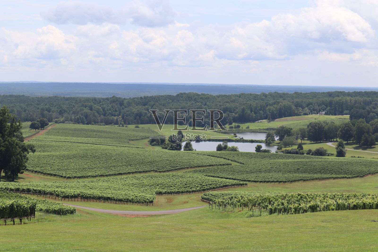 弗吉尼亚州蒙特西洛附近的葡萄园和起伏的山丘照片摄影图片