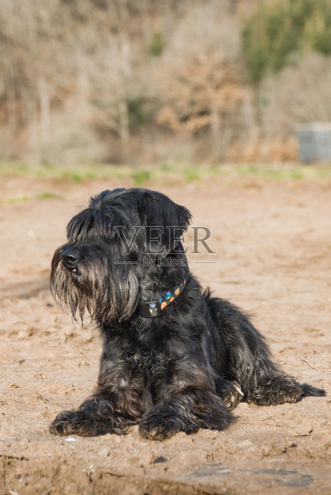 垂直特写镜头的黑色迷你雪纳瑞坐在外面照片摄影图片