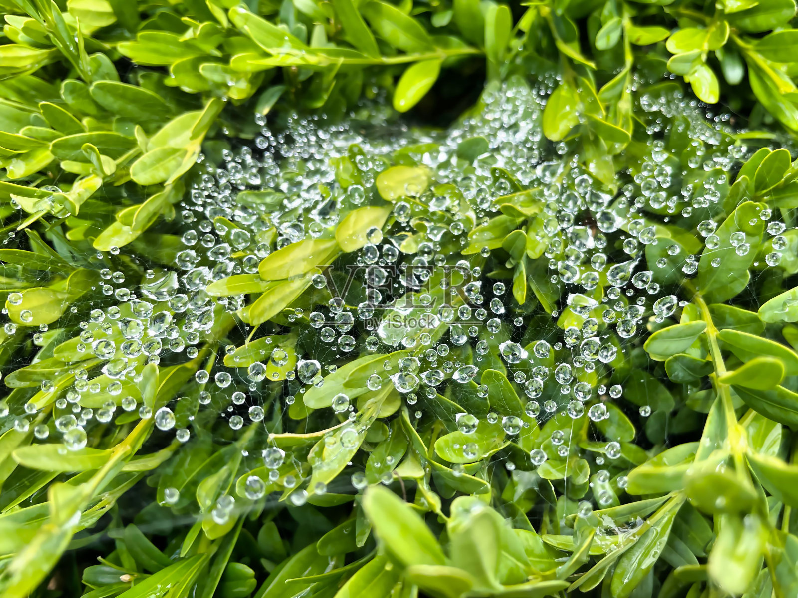 蜘蛛网和水滴在树叶上照片摄影图片